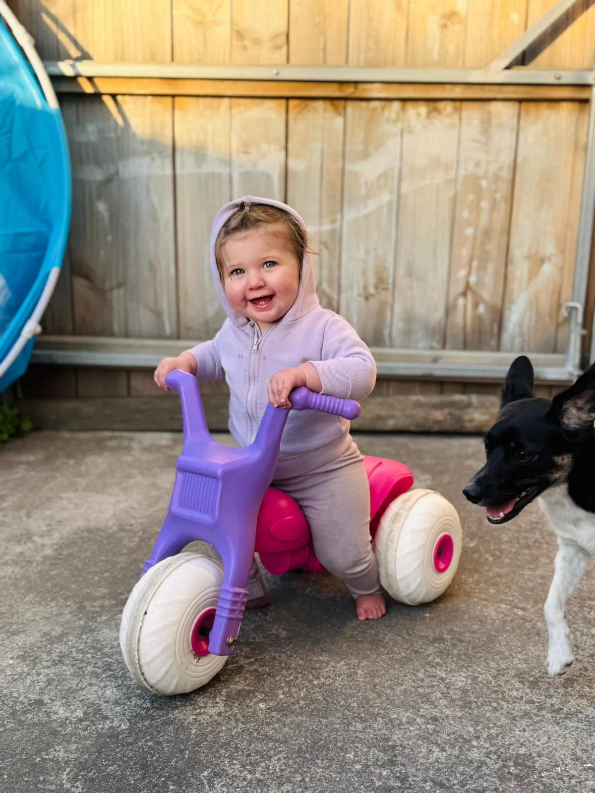 Mabel on a balance bike with the family dog in the backyard